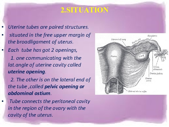 2. SITUATION • Uterine tubes are paired structures. • situated in the free upper 2. SITUATION • Uterine tubes are paired structures. • situated in the free upper