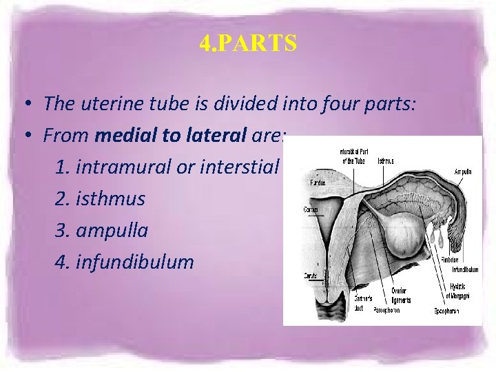 4. PARTS • The uterine tube is divided into four parts: • From medial 4. PARTS • The uterine tube is divided into four parts: • From medial
