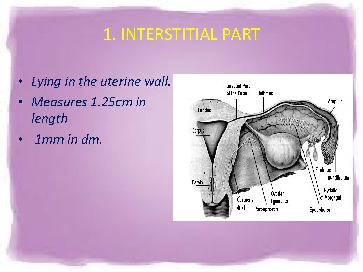 1. INTERSTITIAL PART • Lying in the uterine wall. • Measures 1. 25 cm 1. INTERSTITIAL PART • Lying in the uterine wall. • Measures 1. 25 cm