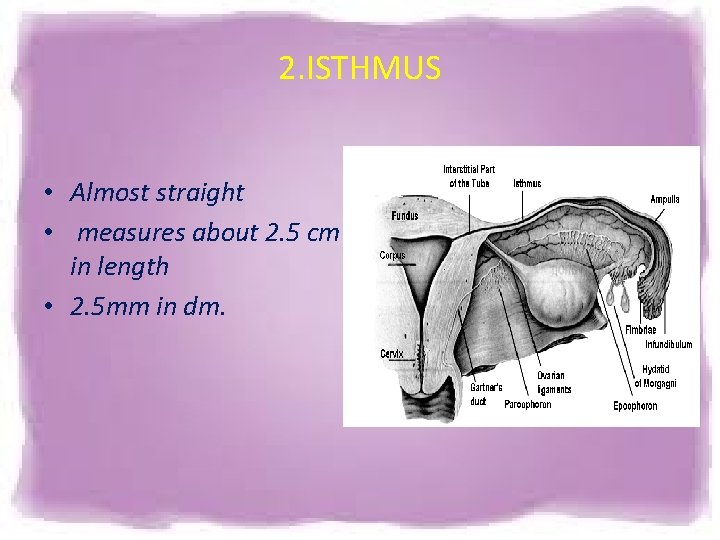 2. ISTHMUS • Almost straight • measures about 2. 5 cm in length • 2. ISTHMUS • Almost straight • measures about 2. 5 cm in length •