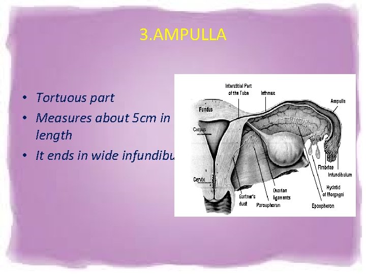 3. AMPULLA • Tortuous part • Measures about 5 cm in length • It 3. AMPULLA • Tortuous part • Measures about 5 cm in length • It