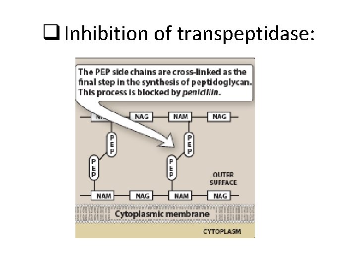 q Inhibition of transpeptidase: 