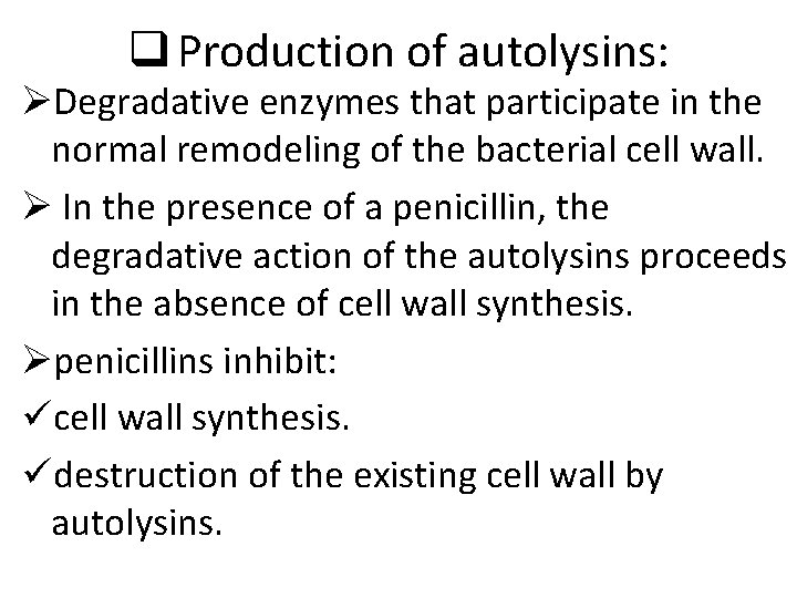 q Production of autolysins: ØDegradative enzymes that participate in the normal remodeling of the