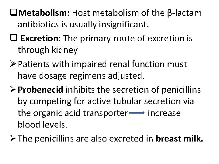 q. Metabolism: Host metabolism of the β-lactam antibiotics is usually insignificant. q Excretion: The