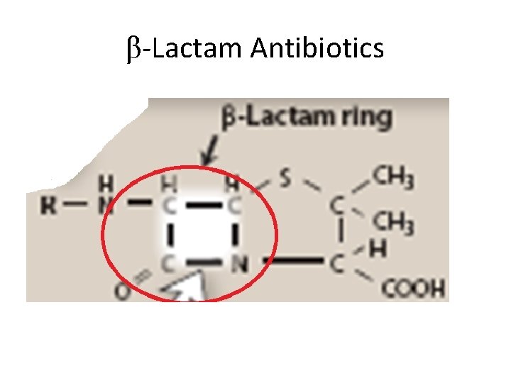 β-Lactam Antibiotics 