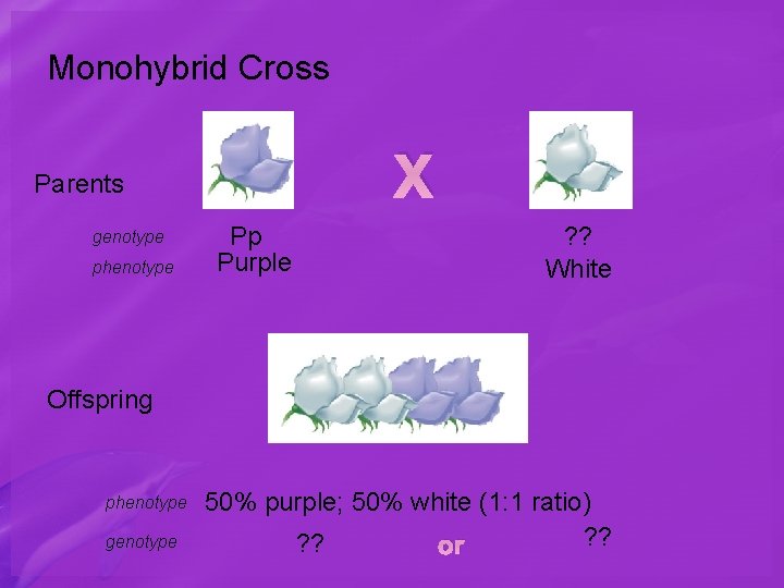 Monohybrid Cross X Parents genotype phenotype Pp Purple ? ? White Offspring phenotype genotype