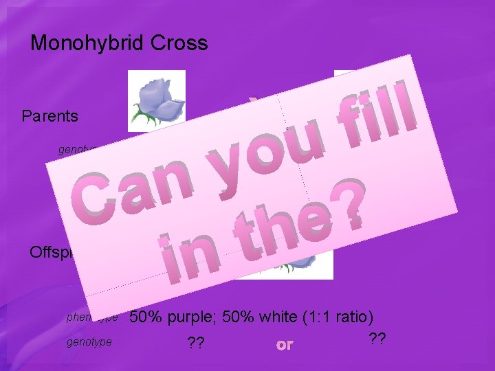 Monohybrid Cross l l i f u o y n a C ? e
