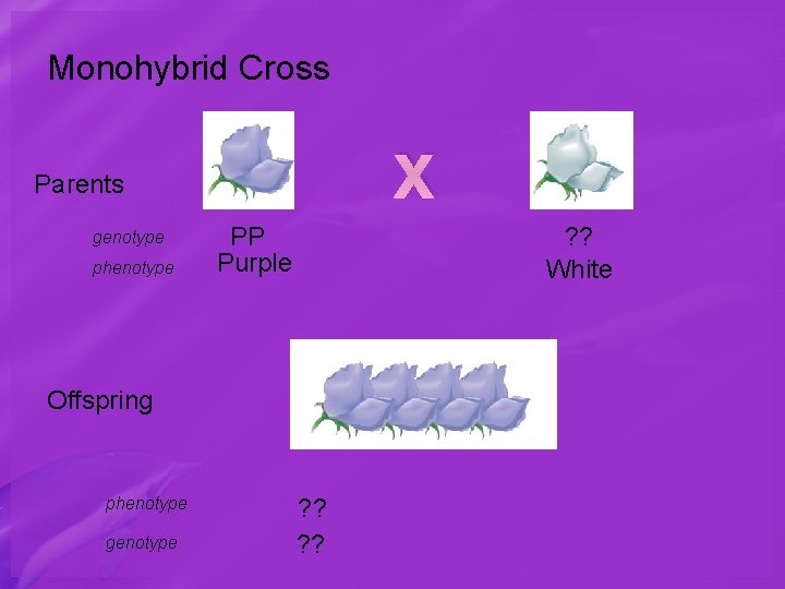 Monohybrid Cross X Parents genotype phenotype PP Purple ? ? White Offspring phenotype genotype
