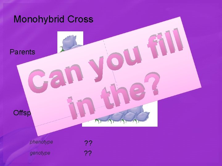Monohybrid Cross l l i X f u o y n a C ?