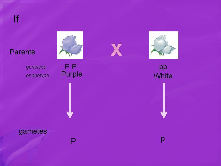 If X Parents genotype phenotype PP Purple pp White P p gametes 
