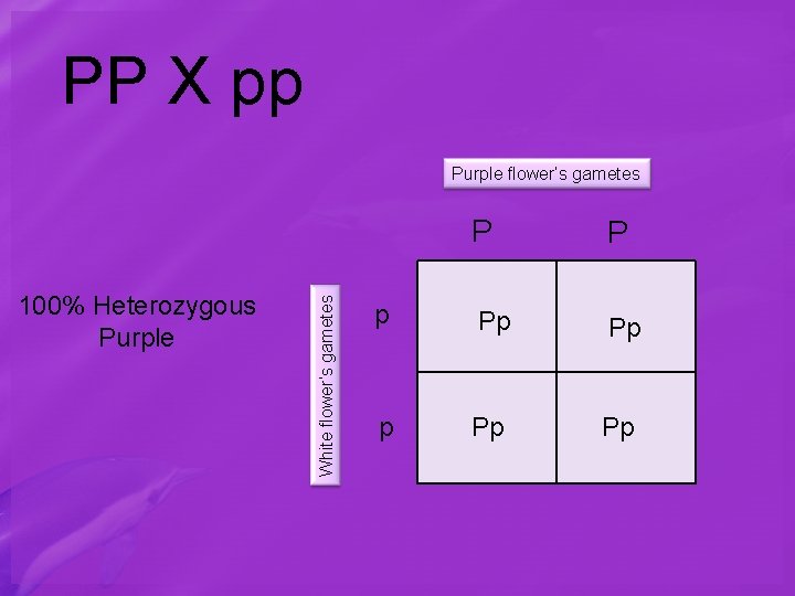 PP X pp 100% Heterozygous Purple White flower’s gametes Purple flower’s gametes P P