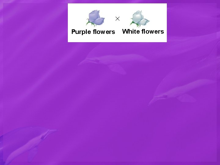 Purple flowers White flowers 