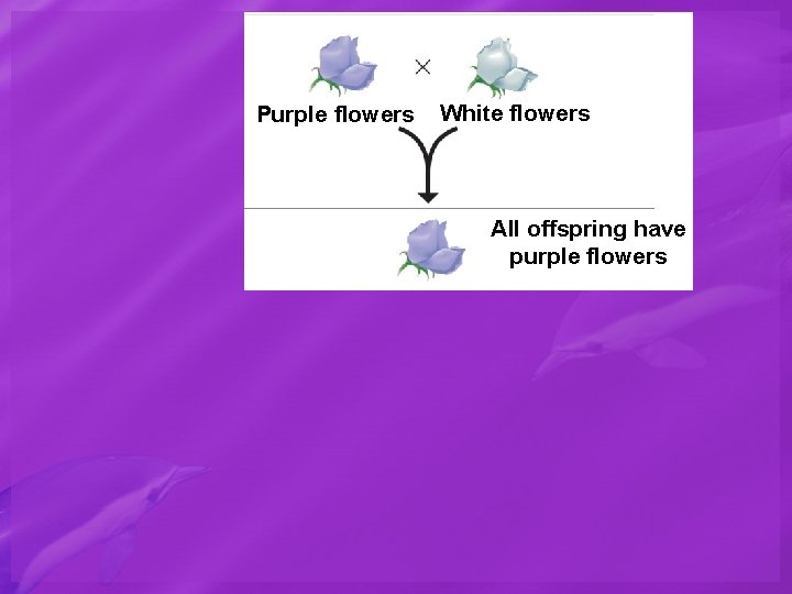 Purple flowers White flowers All offspring have purple flowers 