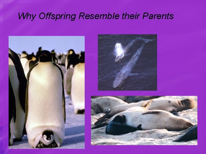 Why Offspring Resemble their Parents 