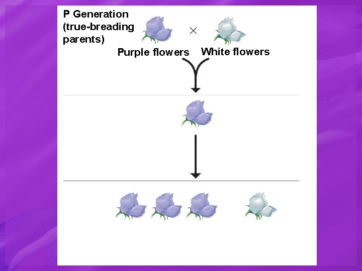 P Generation (true-breading parents) Purple flowers White flowers 