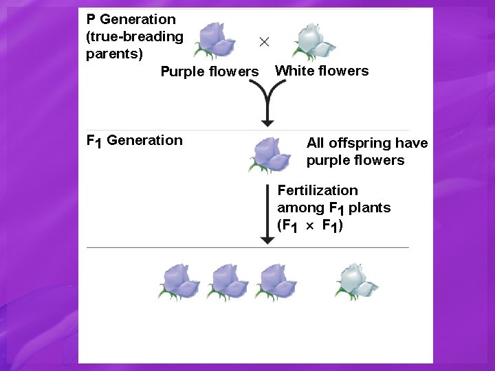 P Generation (true-breading parents) Purple flowers F 1 Generation White flowers All offspring have