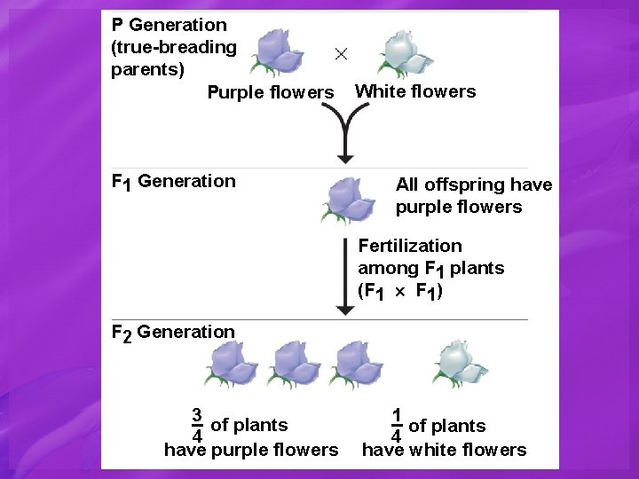P Generation (true-breading parents) Purple flowers F 1 Generation White flowers All offspring have