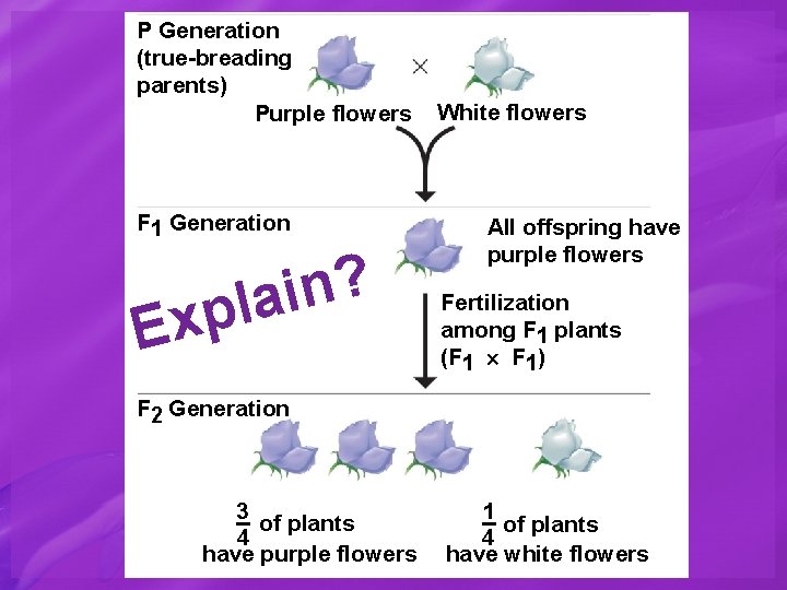 P Generation (true-breading parents) Purple flowers F 1 Generation ? n i a l