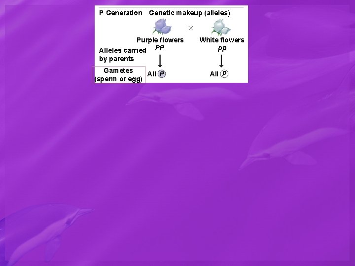 P Generation Genetic makeup (alleles) Purple flowers Alleles carried PP White flowers pp by