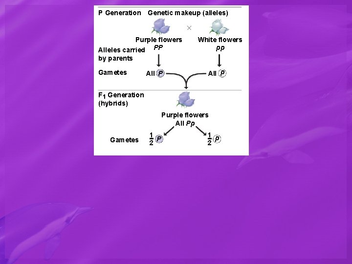 P Generation Genetic makeup (alleles) Purple flowers Alleles carried PP White flowers pp by