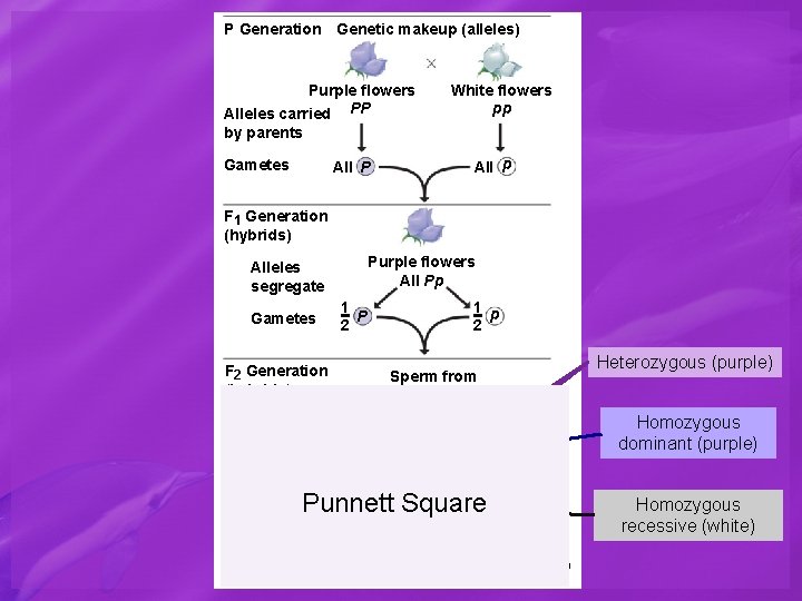 P Generation Genetic makeup (alleles) Purple flowers Alleles carried PP White flowers pp by