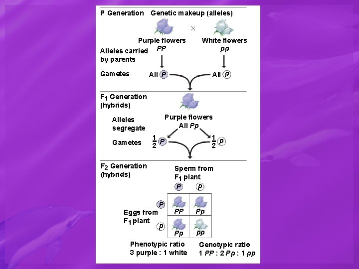 P Generation Genetic makeup (alleles) Purple flowers Alleles carried PP White flowers pp by