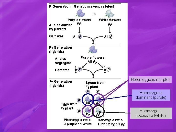 P Generation Genetic makeup (alleles) Purple flowers Alleles carried PP White flowers pp by