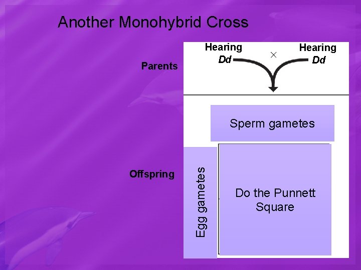 Another Monohybrid Cross Parents Hearing Dd Sperm gametes d D Sperm D Egg gametes