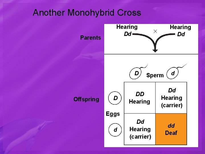 Another Monohybrid Cross Parents Hearing Dd D Offspring D Hearing Dd Sperm d DD