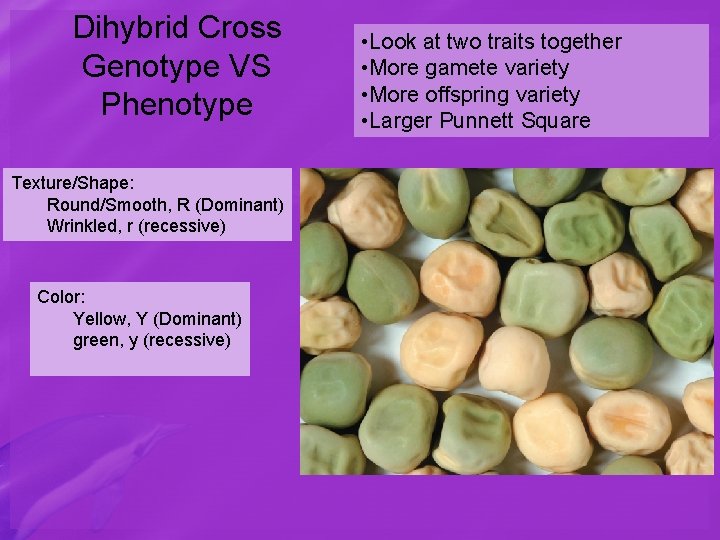 Dihybrid Cross Genotype VS Phenotype Texture/Shape: Round/Smooth, R (Dominant) Wrinkled, r (recessive) Color: Yellow,