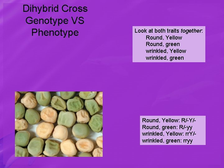 Dihybrid Cross Genotype VS Phenotype Look at both traits together: Round, Yellow Round, green