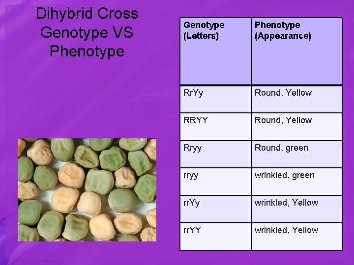 Dihybrid Cross Genotype VS Phenotype Genotype (Letters) Phenotype (Appearance) Rr. Yy Round, Yellow RRYY