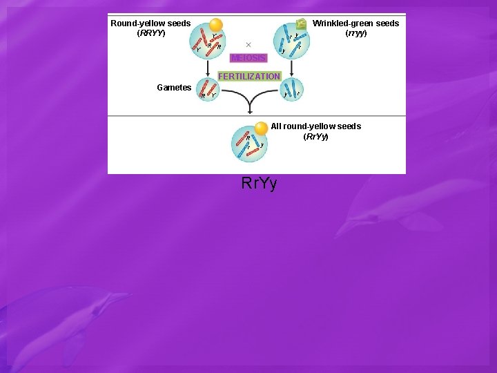 Round-yellow seeds (RRYY) r y Y Y Wrinkled-green seeds (rryy) R R y MEIOSIS