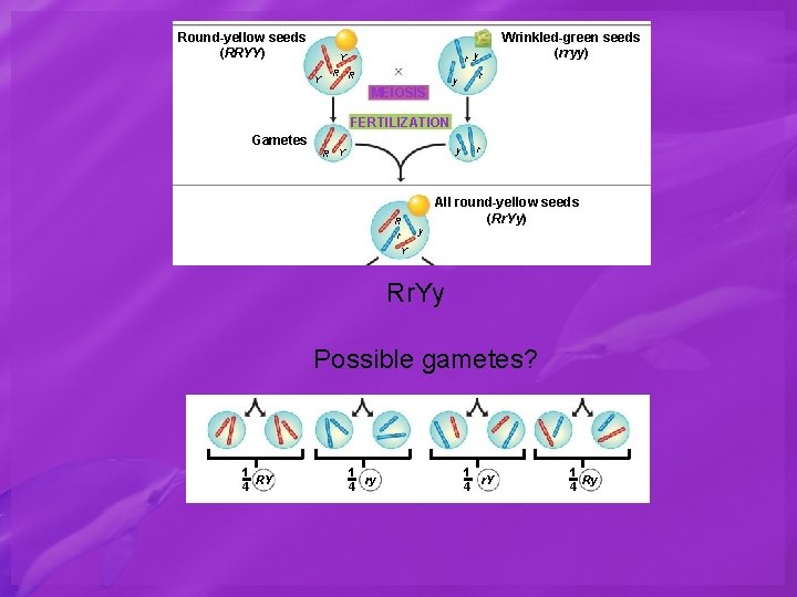 Round-yellow seeds (RRYY) r y Y Y Wrinkled-green seeds (rryy) R R y MEIOSIS