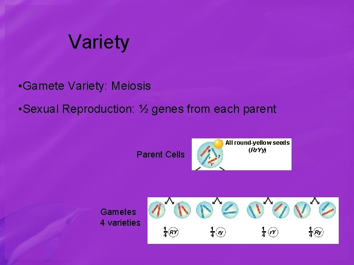 Variety • Gamete Variety: Meiosis • Sexual Reproduction: ½ genes from each parent Parent
