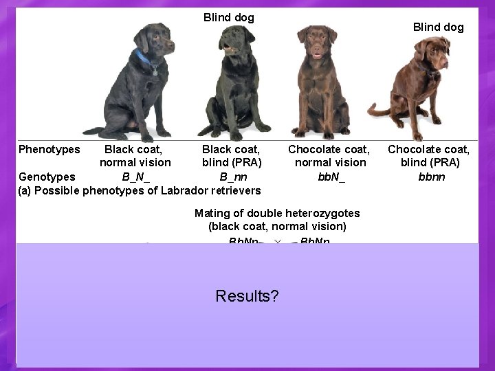 Blind dog Phenotypes Black coat, blind (PRA) normal vision B_N_ Genotypes B_nn (a) Possible