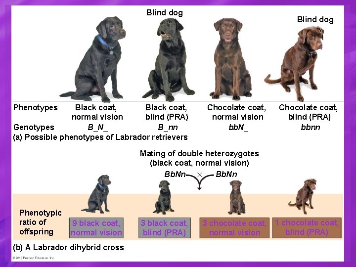 Blind dog Phenotypes Black coat, blind (PRA) normal vision B_N_ Genotypes B_nn (a) Possible