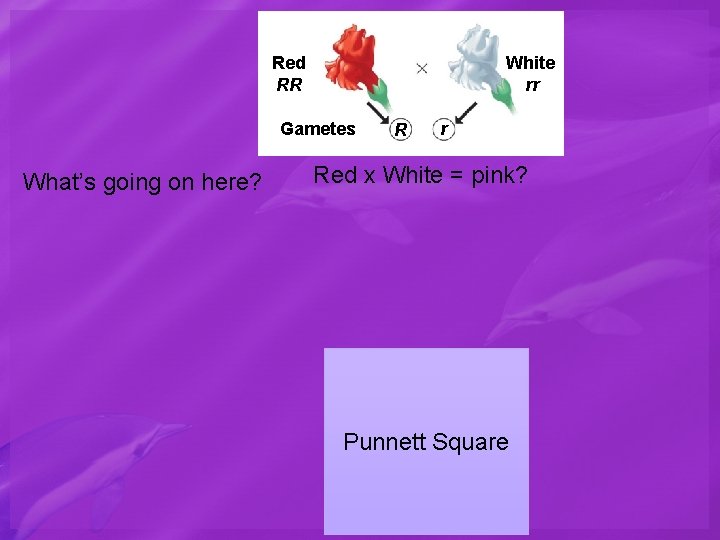 White rr Red RR Gametes What’s going on here? R r Red x White