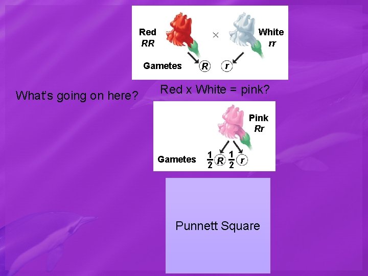 White rr Red RR Gametes What’s going on here? R r Red x White