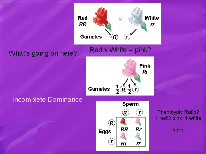 White rr Red RR Gametes What’s going on here? R r Red x White