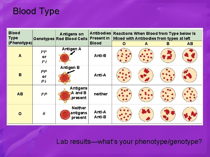 Blood Type Blood Antibodies Reactions When Blood from Type below Is Antigens on Type