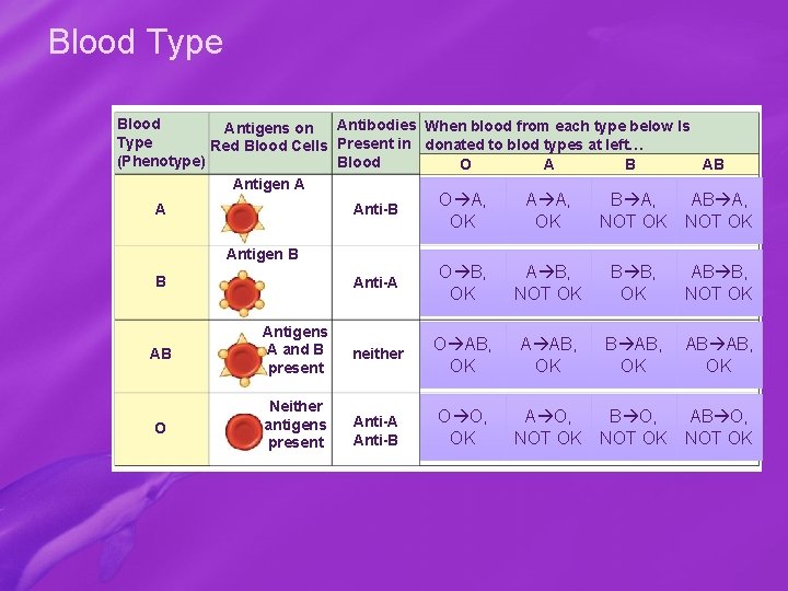 Blood Type Blood Antibodies When blood from each type below Is Antigens on Type