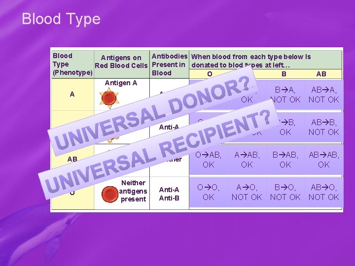 Blood Type Blood Antibodies When blood from each type below Is Antigens on Type