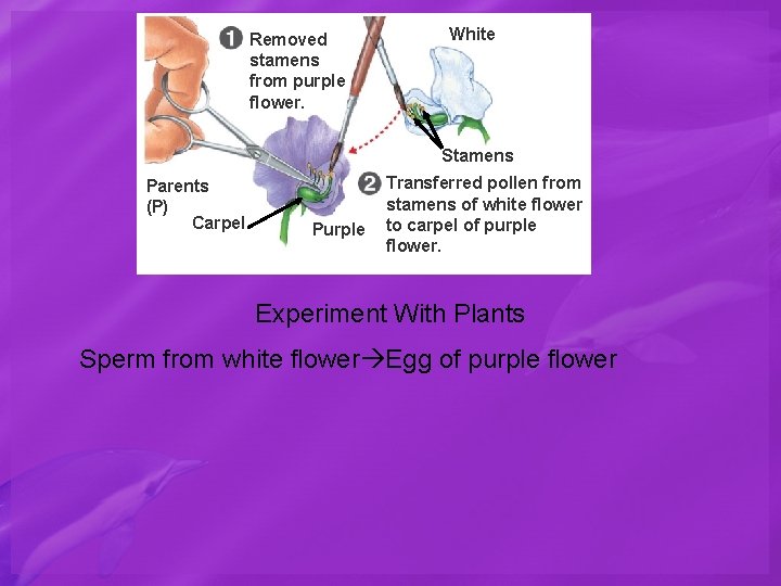 Removed stamens from purple flower. White Stamens Parents (P) Carpel Purple Transferred pollen from
