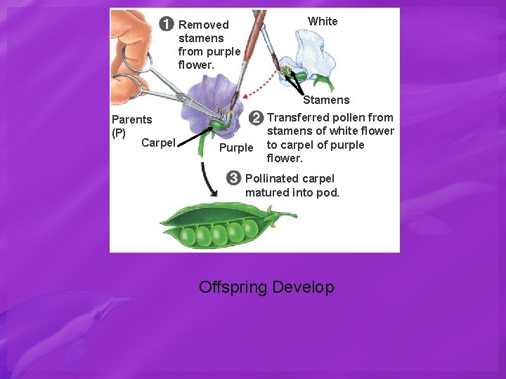 White Removed stamens from purple flower. Stamens Parents (P) Carpel Purple Transferred pollen from