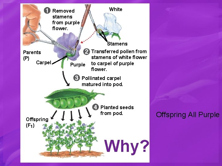 White Removed stamens from purple flower. Stamens Parents (P) Carpel Purple Transferred pollen from