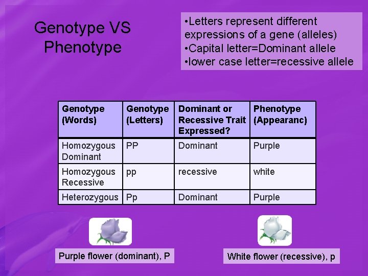 Genotype VS Phenotype • Letters represent different expressions of a gene (alleles) • Capital
