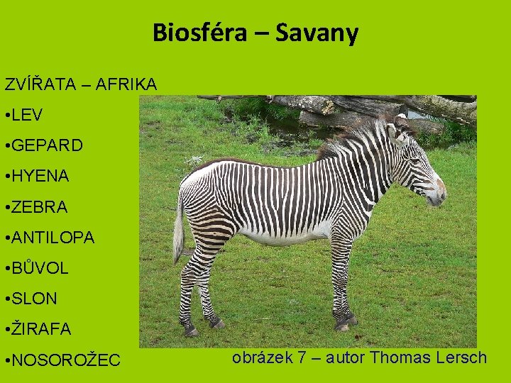 Biosféra – Savany ZVÍŘATA – AFRIKA • LEV • GEPARD • HYENA • ZEBRA