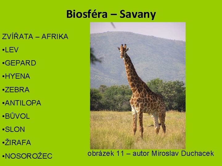 Biosféra – Savany ZVÍŘATA – AFRIKA • LEV • GEPARD • HYENA • ZEBRA