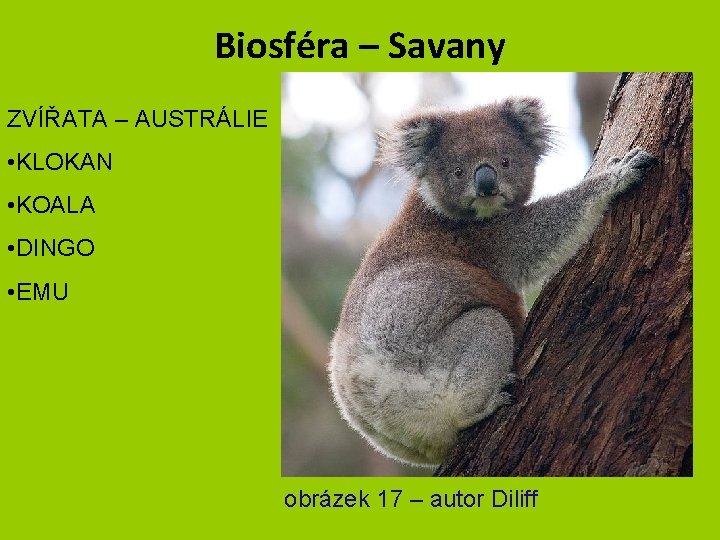 Biosféra – Savany ZVÍŘATA – AUSTRÁLIE • KLOKAN • KOALA • DINGO • EMU